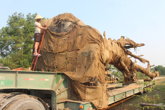 3[-]cây[-]đa[-]khổng[-]lồ[-]chuẩn[-]bị[-]rời[-]Huế[-]sau[-]nửa[-]tháng[-]"giam[-]giữ"